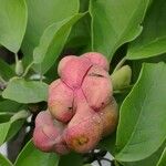 Magnolia denudata ഫലം