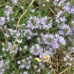 Veronica prostrata Flower