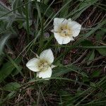 Calochortus subalpinus Květ