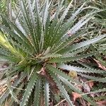 Dyckia remotiflora Leaf