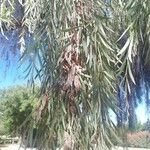 Acacia pendula Лист