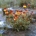 Gaillardia pinnatifida Elinympäristö