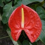 Anthurium andraeanum Flower