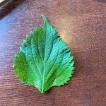 Perilla frutescens Leaf