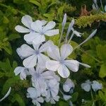 Plumbago auriculata Flower