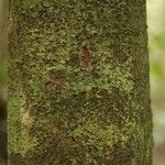 Matayba stenodictya Corteza