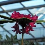 Rhododendron rugosum Flor