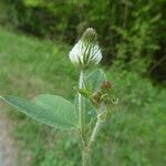 Trifolium montanum Flors