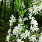 Prunus avium Flor
