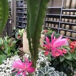 Disocactus phyllanthoides Blüte
