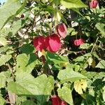 Abutilon megapotamicumFlower