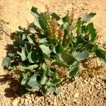 Rumex vesicarius Flower