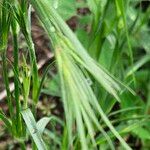 Bromus rubens برگ