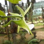 Angraecum eichlerianum ফুল