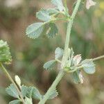 Medicago italica Gyümölcs