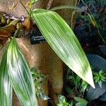 Coelogyne trinervis Yeri