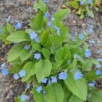 Omphalodes verna Blüte