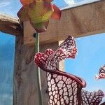 Sarracenia leucophylla Hoja