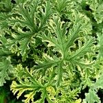 Pelargonium × asperum Hostoa