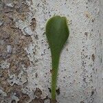 Limonium emarginatum Leaf