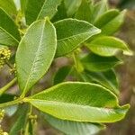 Zanthoxylum asiaticum पत्ता