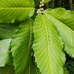 Quercus pontica Blatt