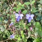 Rotheca myricoides Blomst