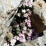 Androsace alpina Кветка