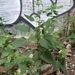 Ageratina aromatica Alkat (teljes növény)
