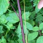 Rubus scaber Bark