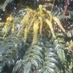 Mahonia bealei പുഷ്പം