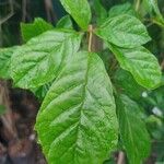 Handroanthus chrysotrichus Leaf