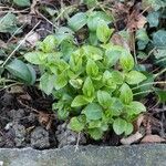 Vinca difformis Fuelha