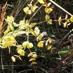Euphorbia biumbellata 花