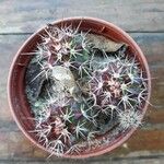 Echinocereus viridiflorus 叶