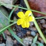 Ranunculus flammula Fula