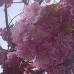 Prunus serrulata Blomst