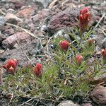 Castilleja arachnoidea Habit