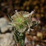 Scabiosa stellata Φρούτο