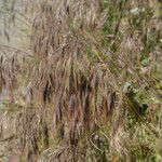 Anisantha tectorum 花