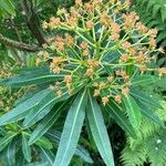 Euphorbia mellifera Fiore