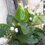 Echinodorus cordifolius Floare