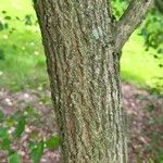 Euonymus maackii Bark