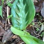 Maranta cristata Hábito