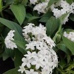 Pentas lanceolata Yeri