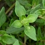 Thymus vulgaris পাতা