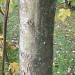 Acer × freemanii বাকল