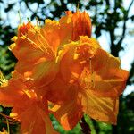 Rhododendron calendulaceum Flor