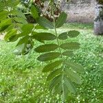 Sorbus domestica Leaf