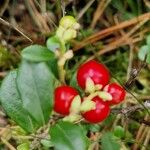 Vaccinium vitis-idaea 果實